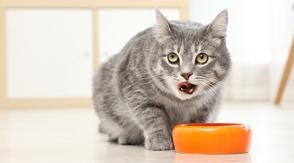 Những điều cần chú ý khi chọn thức ăn cho mèo