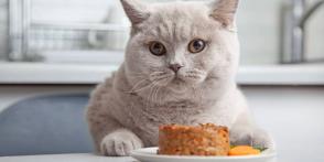 Khi nào nên cho mèo ăn thức ăn ướt?