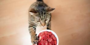 Có nên cho mèo ăn chế độ ăn thịt sống?