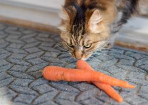 Mèo có ăn cà rốt không?