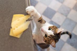 Mèo có ăn phô mai không? Phô mai có hại cho mèo không?
