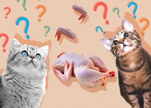 Mèo có ăn thịt gà không? Mèo ăn gà luộc không?