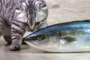 Mèo có thể ăn cá ngừ không?