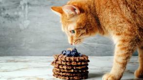 Mèo có thể ăn đồ ngọt không? Điều gì xảy ra nếu mèo ăn kẹo?