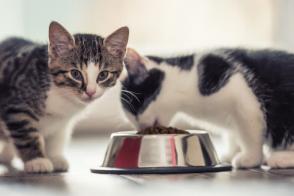 Cho mèo con ăn gì? Mèo con từ 2 đến 6 tháng tuổi cho ăn như thế nào?