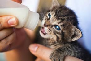 Mèo con uống sữa như thế nào?