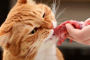 Nhu cầu taurine của mèo: Thêm taurine vào chế độ ăn?