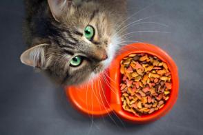 Làm thế nào để phát hiện thức ăn cho mèo bị hỏng?