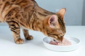 Lợi ích của thức ăn ướt cho mèo trong chế độ ăn