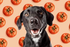 Chó ăn cà chua: Cà chua có hại cho chó không?