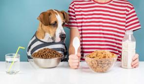 Chó ăn gì? Chế độ ăn uống lành mạnh cho chó