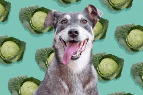 Chó có ăn bắp cải không?