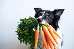 Chó có ăn cà rốt không?