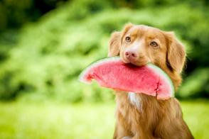 Chó có ăn dưa không?