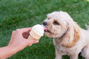 Chó có ăn kem không?