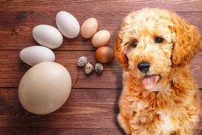 Chó có ăn trứng không? Có thể cho chó ăn trứng không?
