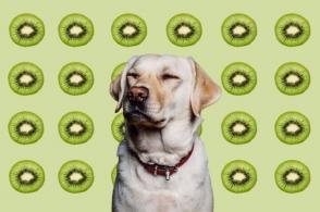 Chó có thể ăn kiwi không?