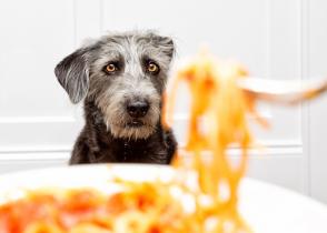 Chó có thể ăn mì ý Spaghetti không?