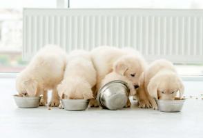 Chó con ăn thức ăn cho chó trưởng thành được không?