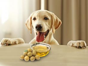 Lợi ích của dầu ô liu cho chó là gì?