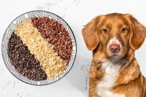 Lợi ích của quinoa cho chó trong chế độ dinh dưỡng