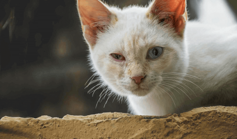 Corneal Ulcers in Cats: Causes, Symptoms, and Treatment Options