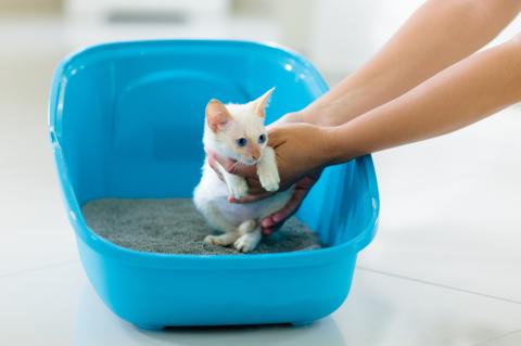 Kitten Poop Color Chart: What It Can Tell You About Your Kitten's Health