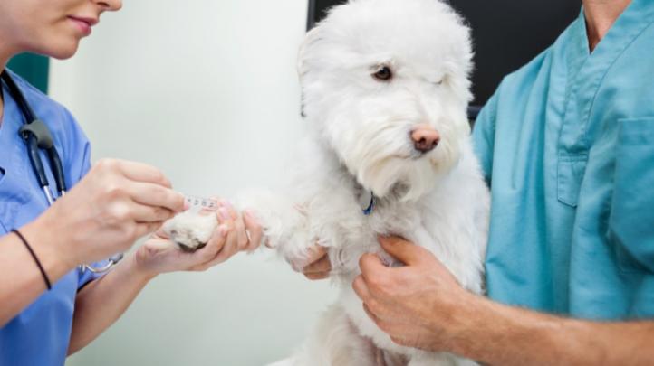 Triệu chứng và cách điều trị bệnh Addison ở chó
