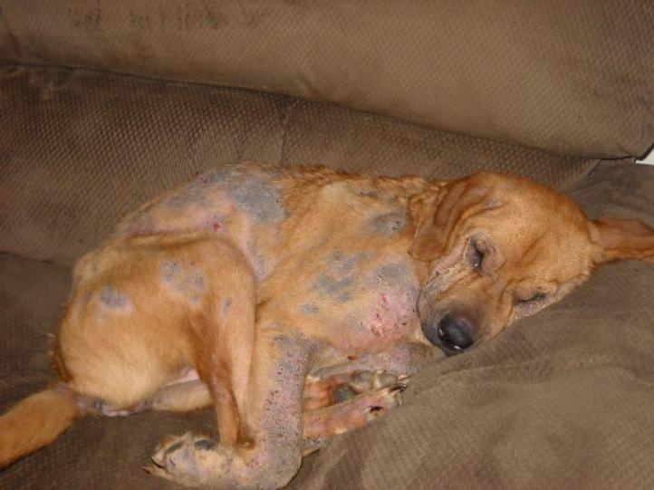 Triệu chứng và cách điều trị bệnh Demodectic (viêm da Demodex) ở chó