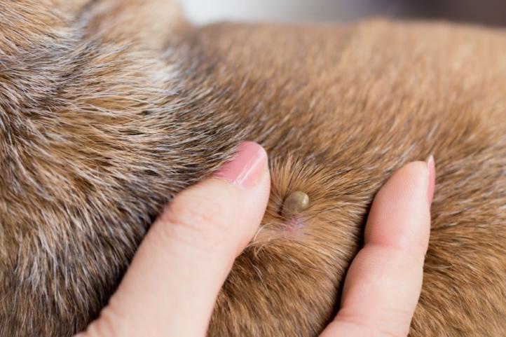 Triệu chứng và cách phòng ngừa bệnh Lyme ở chó