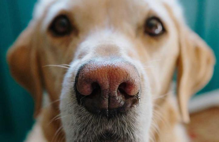 Nguyên nhân và cách điều trị chảy máu mũi ở chó