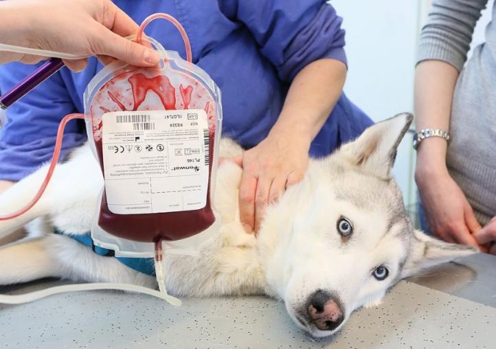 Con chó của tôi có thể hiến máu không?