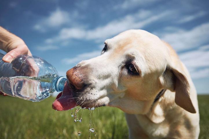 Chó nên uống bao nhiêu nước?