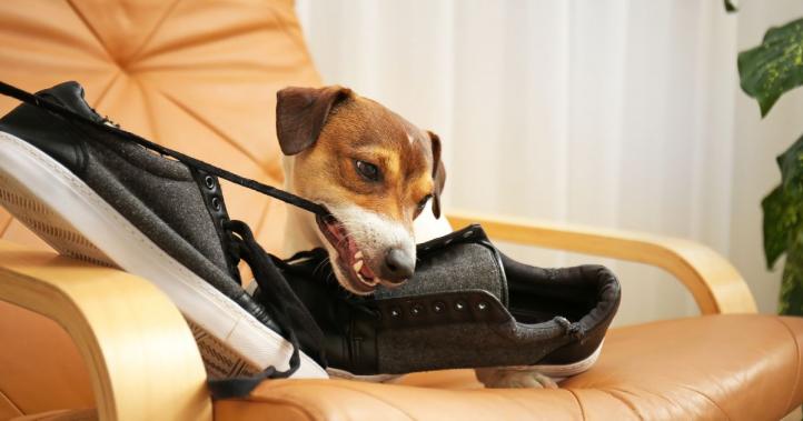 Nguyên nhân gây ra chứng ám ảnh về giày ở chó