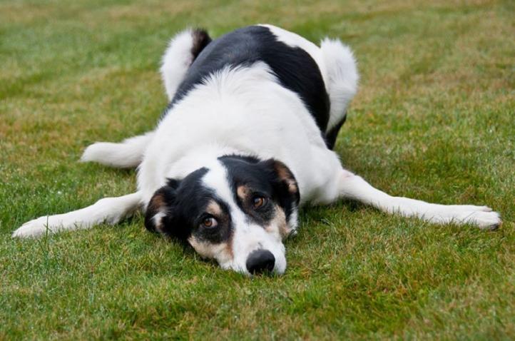 Chứng mất điều hòa ở chó: Nguyên nhân, triệu chứng và điều trị
