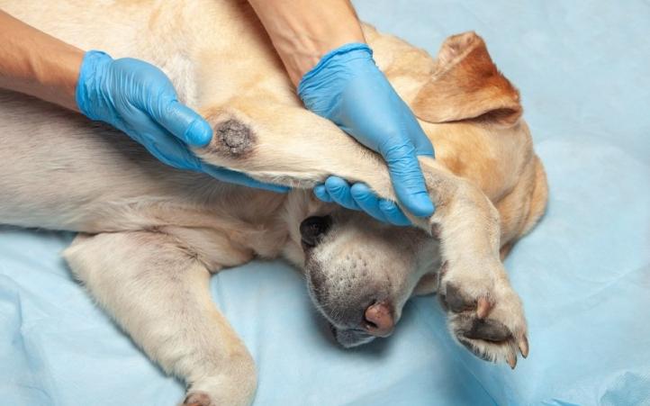 Triệu chứng và điều trị chứng loạn sản khuỷu chân ở chó (trật khớp)