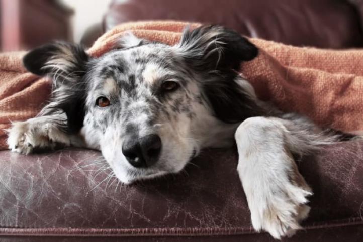 Triệu chứng và điều trị Giardia ở chó