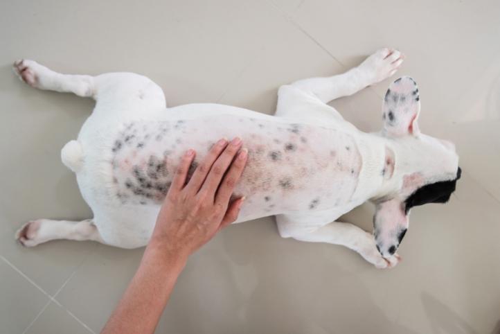 Nguyên nhân và cách điều trị khô da ở chó