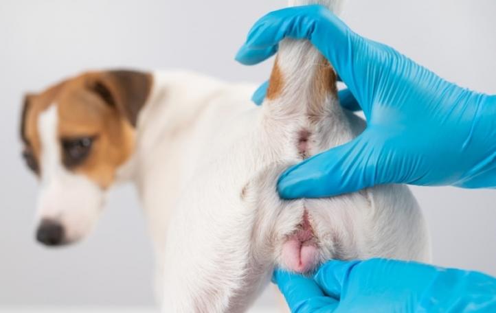 Nguyên nhân và cách điều trị viêm âm đạo ở chó