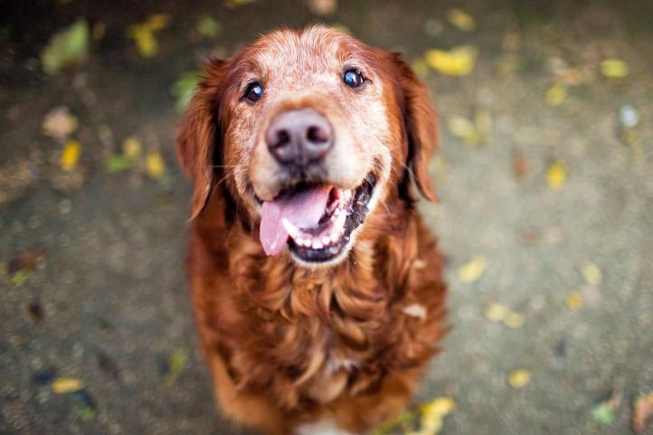 10 cách giúp chó già cảm thấy trẻ trung