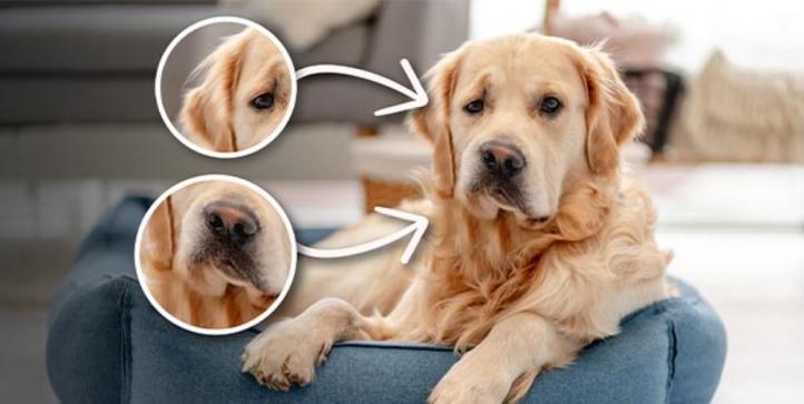 Hội chứng Horner ở chó là gì? Triệu chứng và cách điều trị