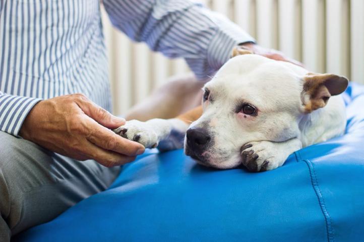 Khi nào nên đưa chó đến bác sĩ thú y?