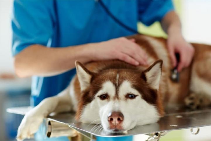 Ký sinh trùng ở chó: Triệu chứng và những điều cần biết