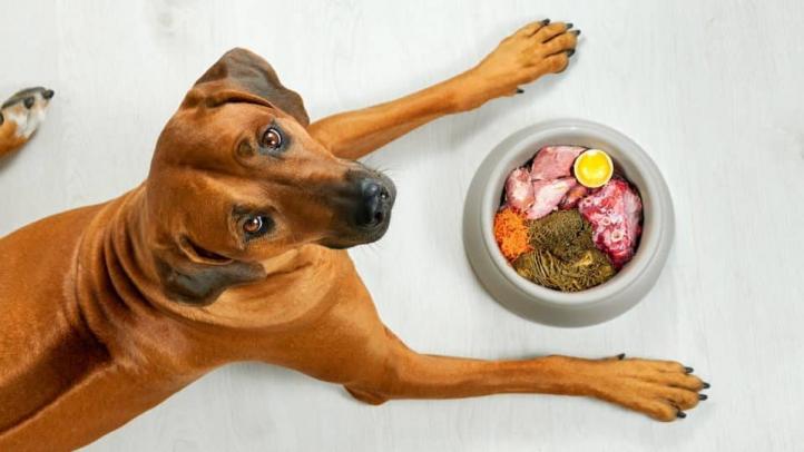 Làm thế nào để phát hiện thức ăn cho chó bị hư hỏng?