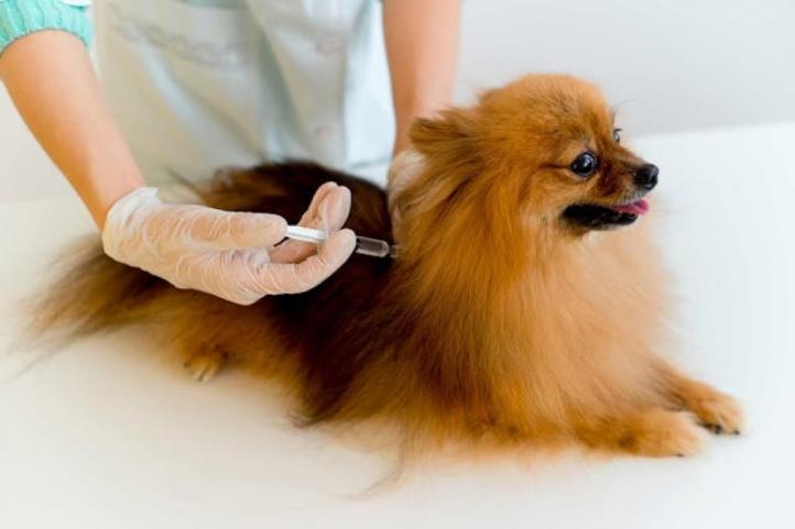 Những điều cần biết về liệu pháp điều trị tế bào gốc ở chó