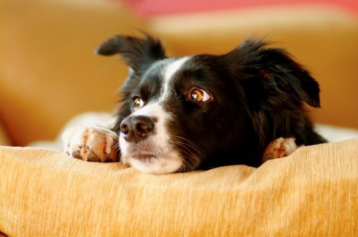 Dấu hiệu và nguyên nhân gây căng thẳng ở chó