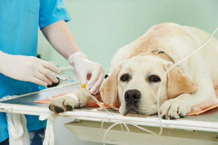 Những điều cần biết về nhóm máu khác nhau và truyền máu ở chó