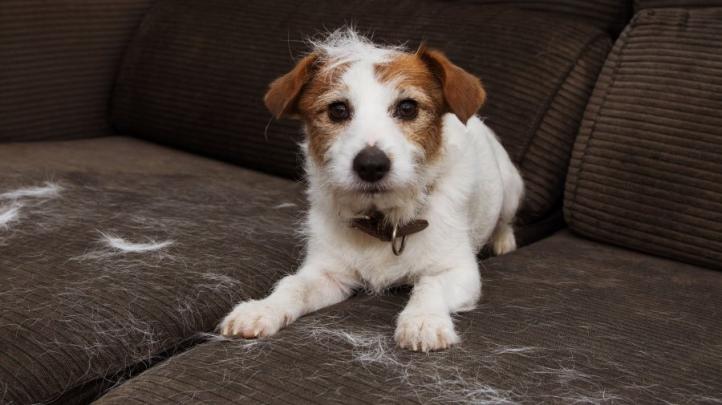 Những điều cần biết về rụng lông ở chó: Nguyên nhân và cách điều trị