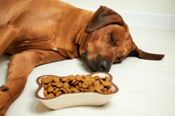 Rối loạn ăn uống ở chó là gì?