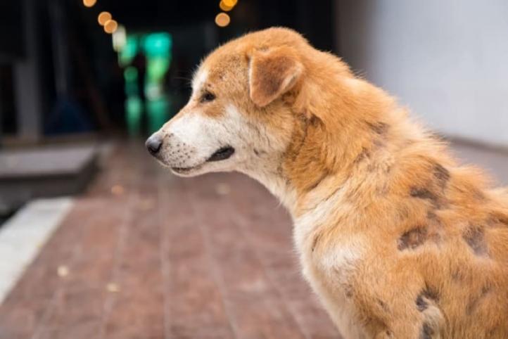 Rụng lông ở chó: Giải pháp tại nhà, nguyên nhân và chẩn đoán